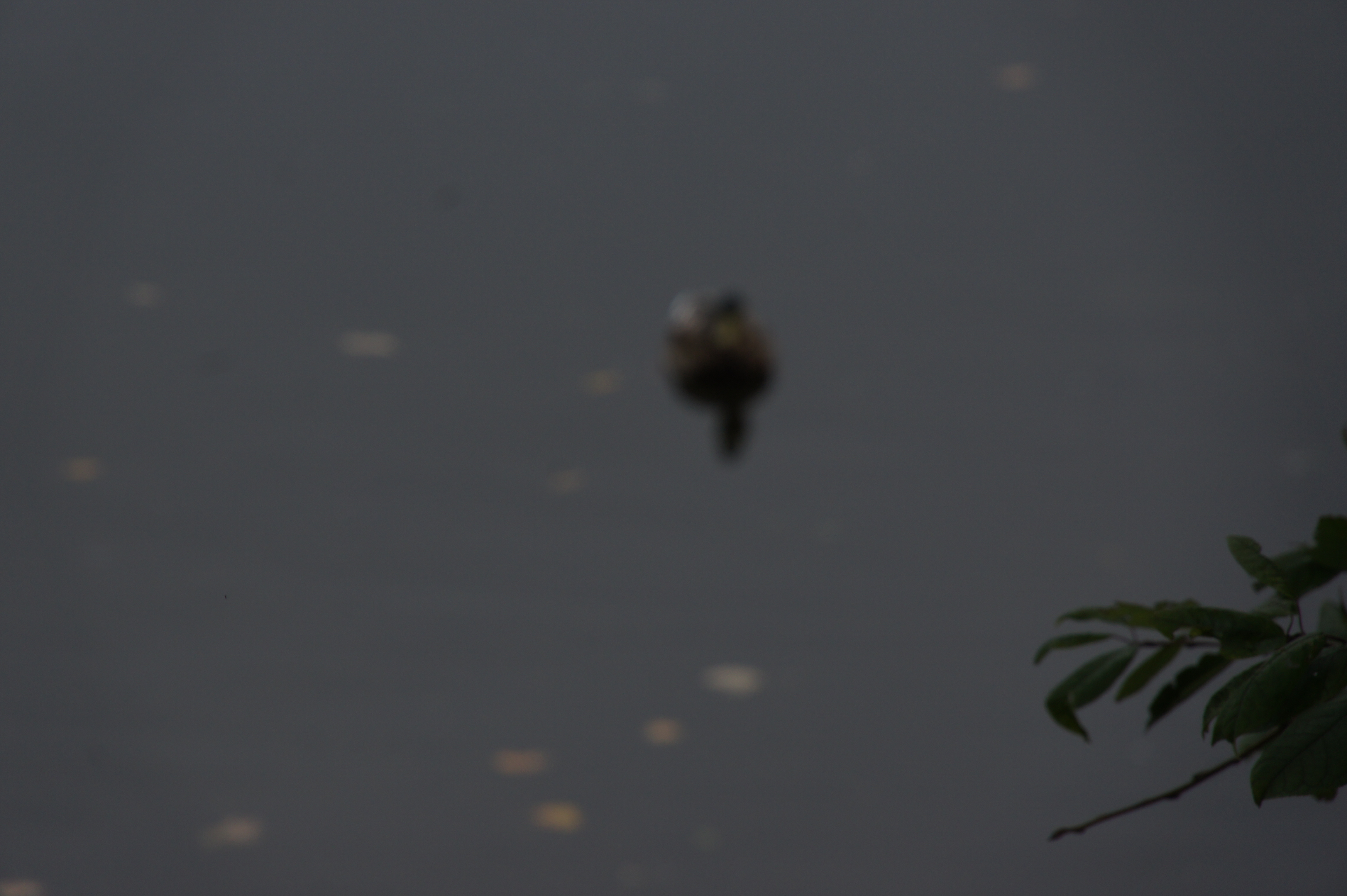Click to return to the thumbnail index