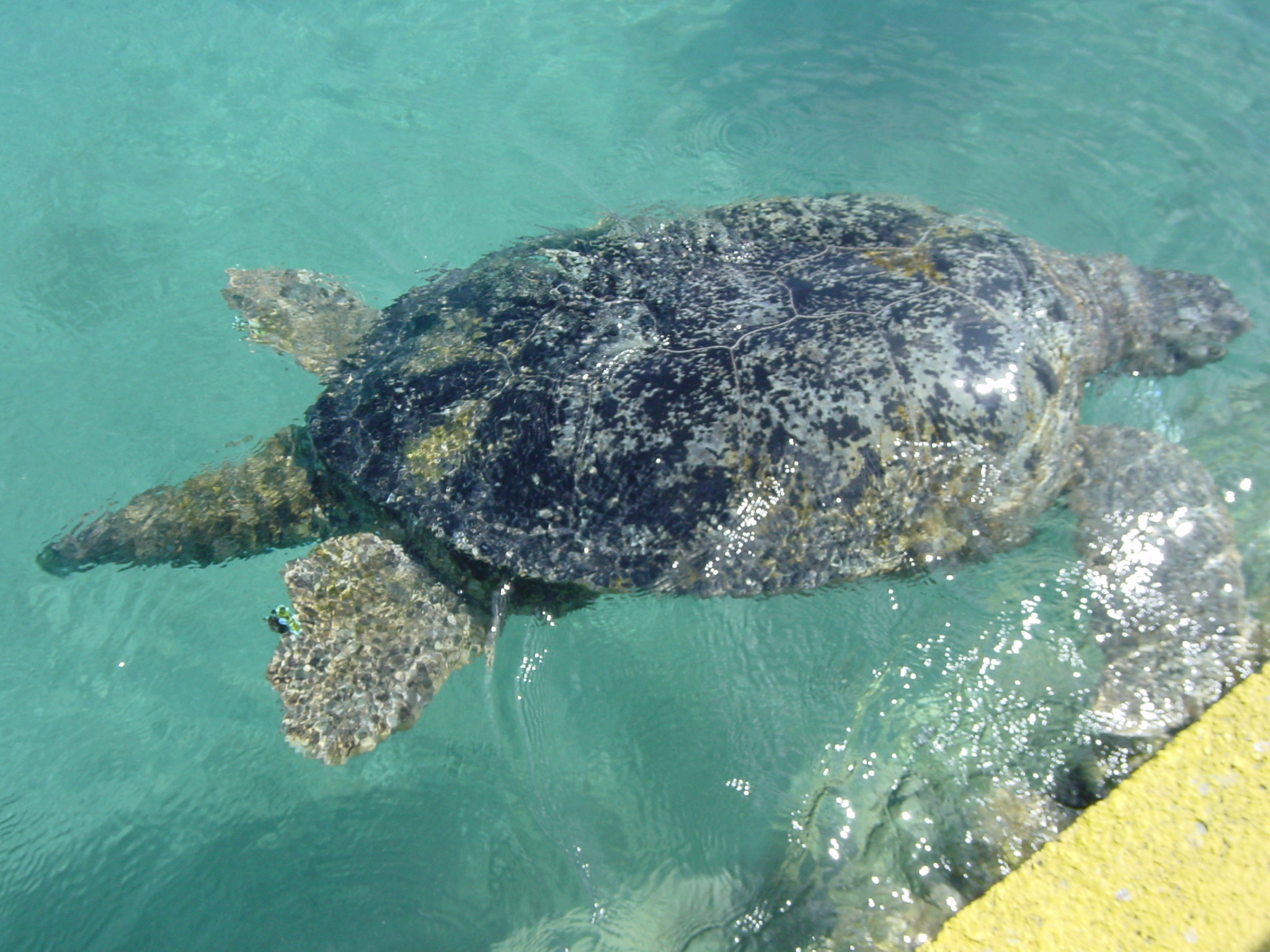 Click to return to the thumbnail index
