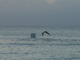 Click for a larger view