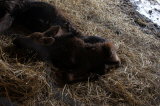Click for a larger view