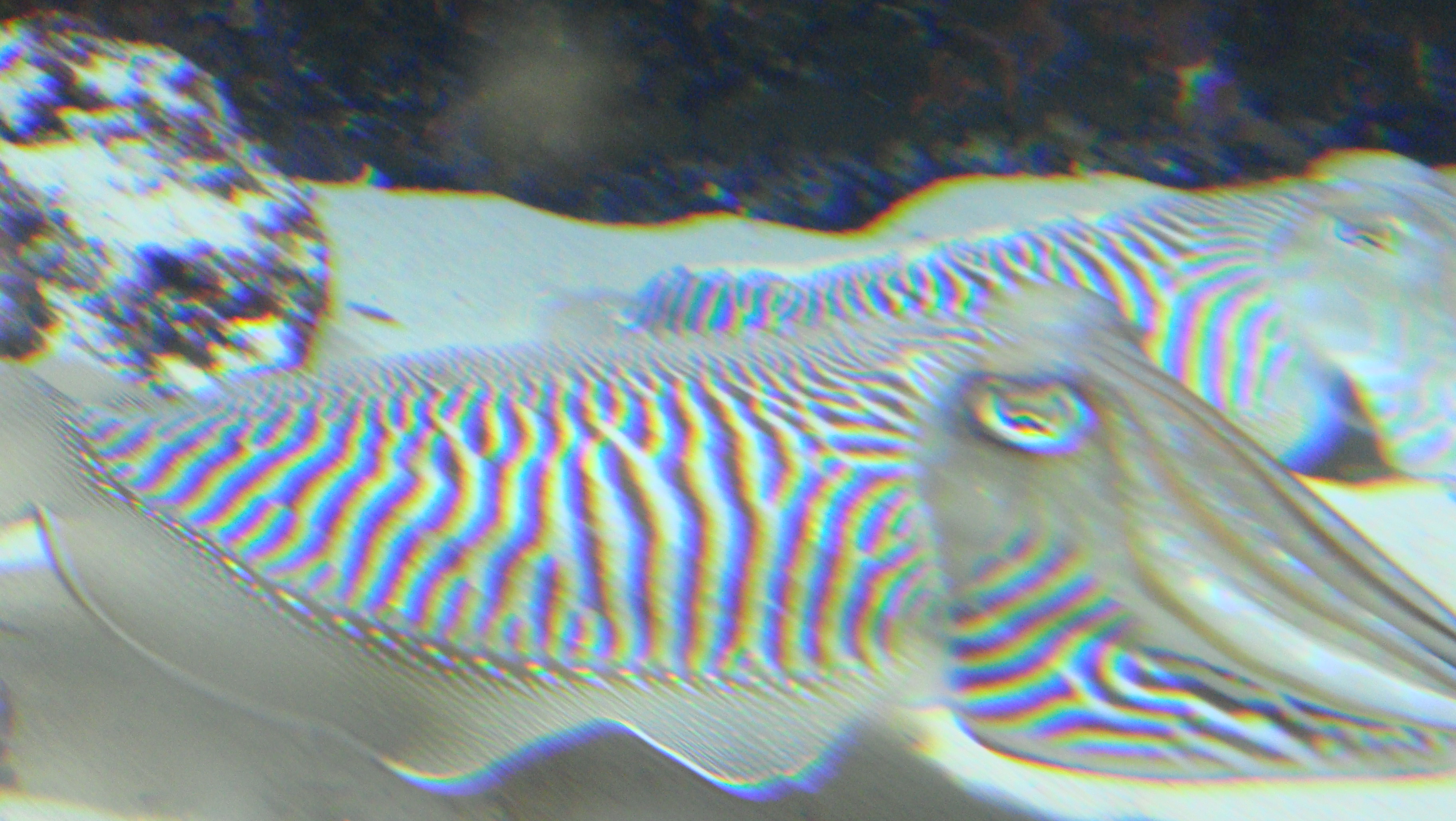 Click to return to the thumbnail index