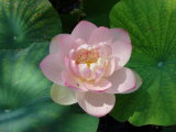 Click for a larger view