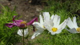 Click for a larger view