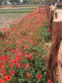 Click for a larger view