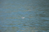 Click for a larger view