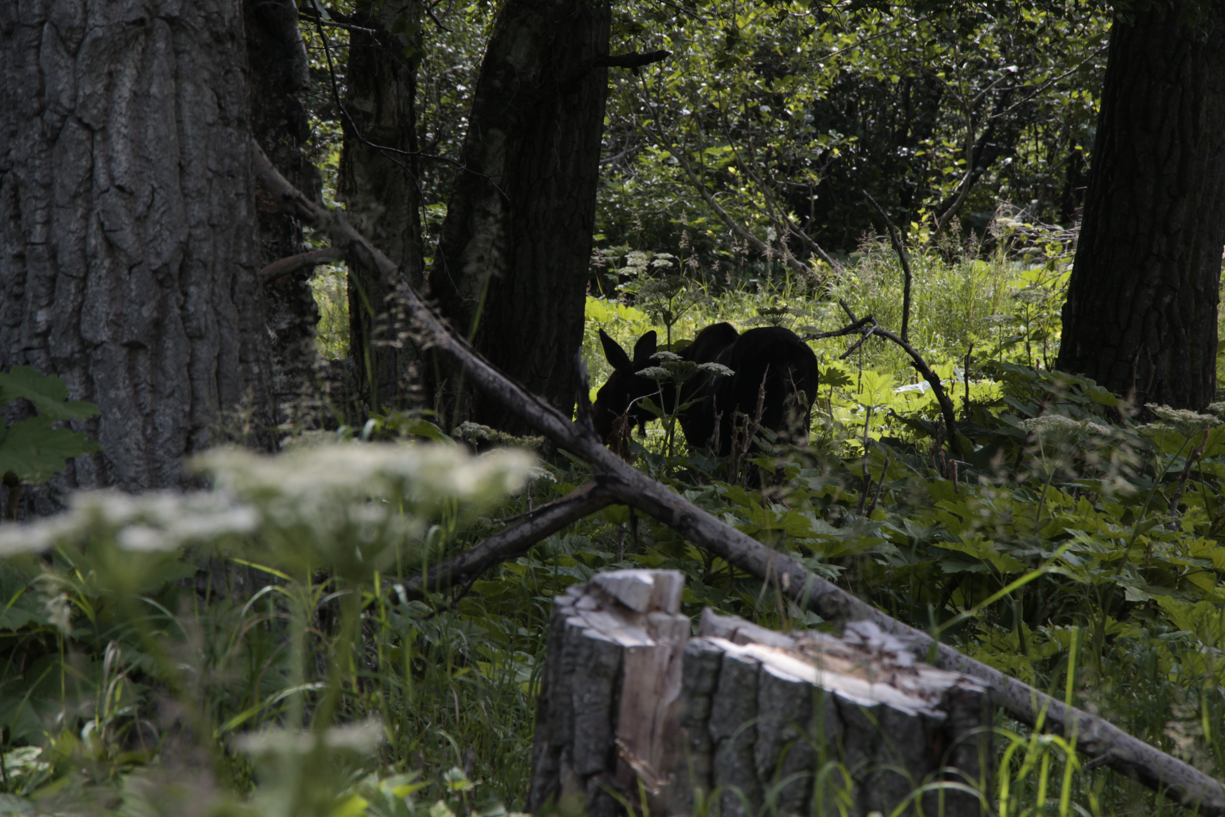 Click to return to the thumbnail index